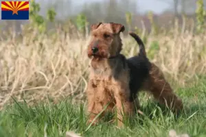 Read more about the article Welsh Terrier breeders and puppies in Arizona