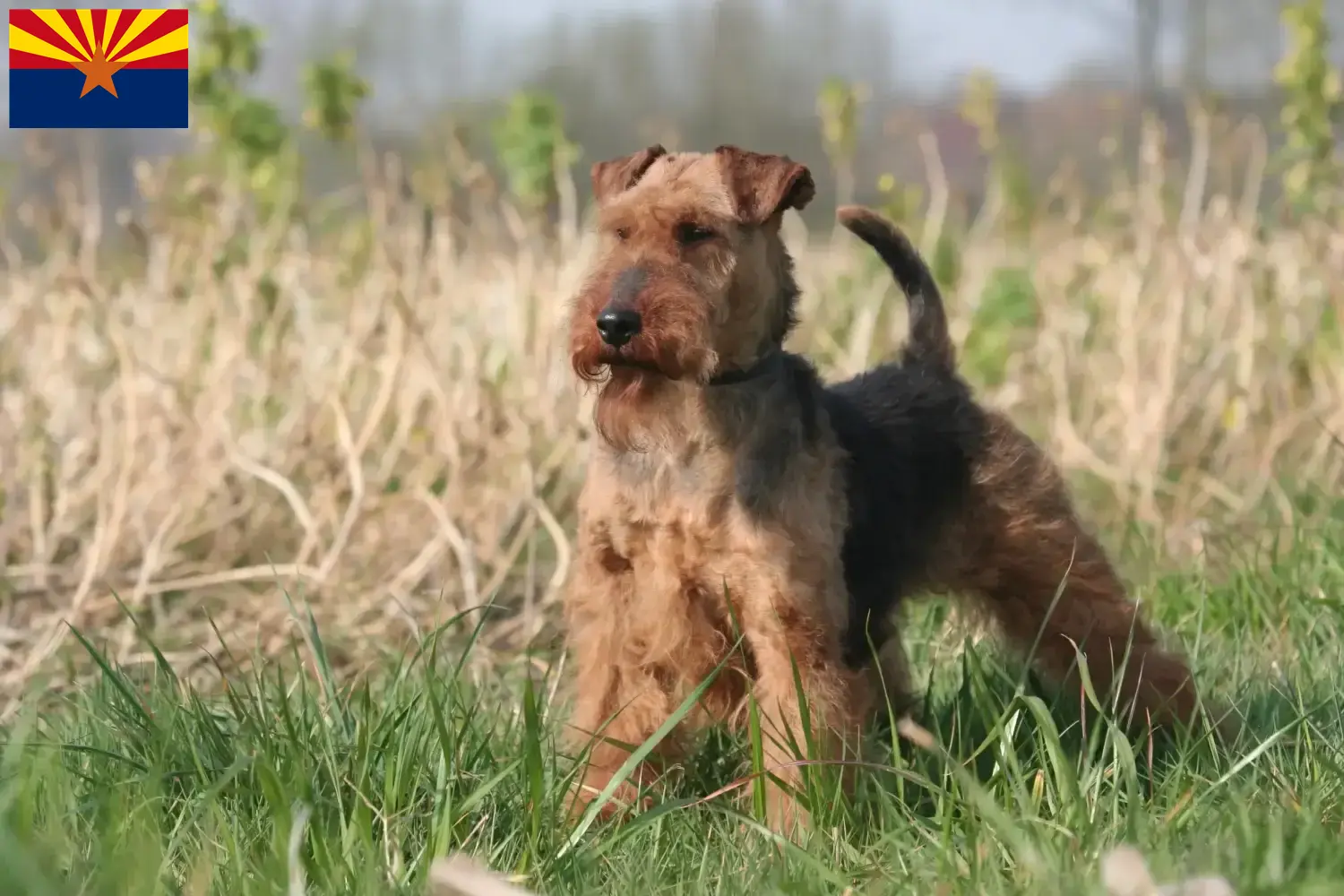 Welsh Terrier puppies and breeder Arizona Find Welsh Terrier breeders in Arizona.