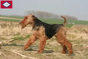 Read more about the article Welsh Terrier breeders and puppies in Arkansas