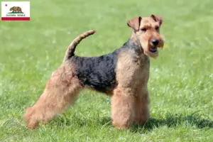 Read more about the article Welsh Terrier breeders and puppies in California