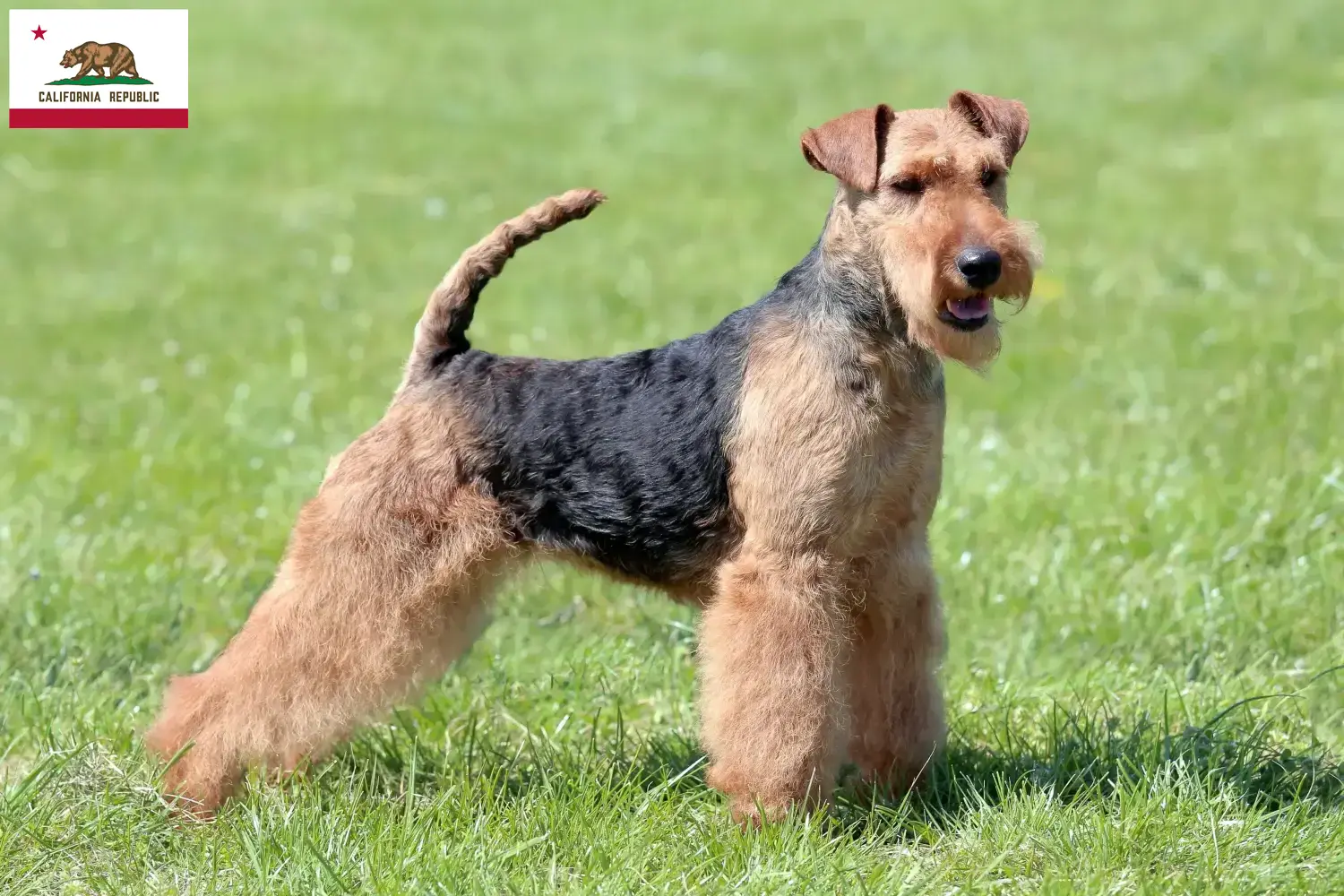 Welsh Terrier puppies and breeder California Find Welsh Terrier breeders in California.