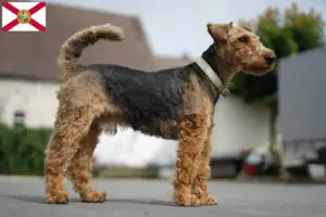 Read more about the article Welsh Terrier breeders and puppies in Florida