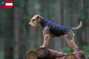 Read more about the article Welsh Terrier breeders and puppies in Georgia