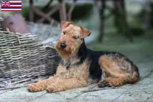 Read more about the article Welsh Terrier breeders and puppies in Hawaii