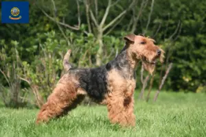 Read more about the article Welsh Terrier breeders and puppies in Idaho