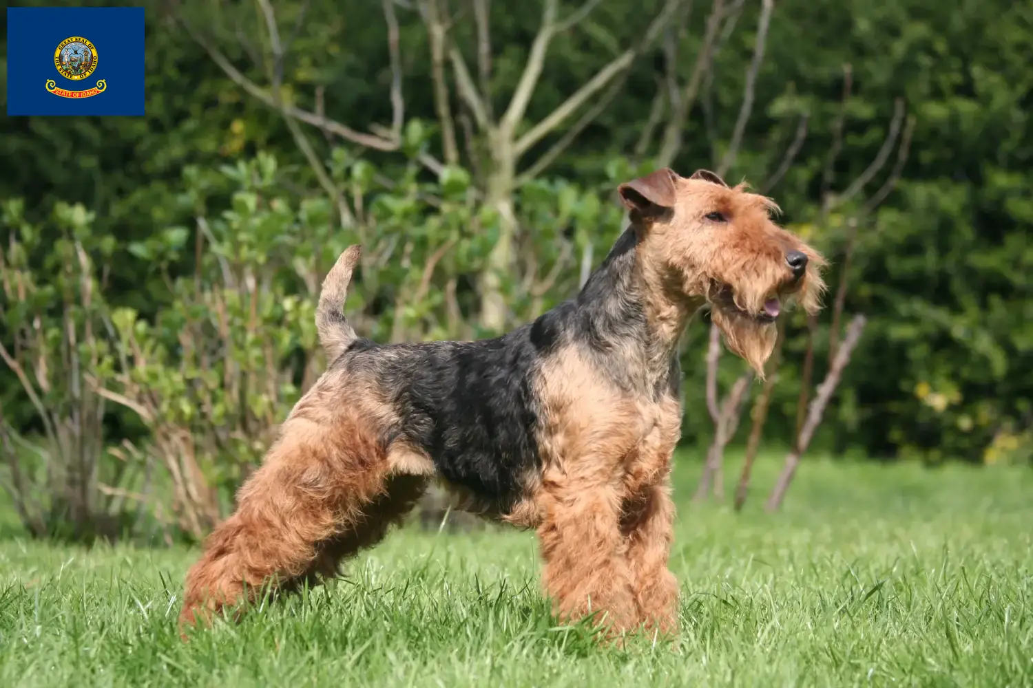 Welsh Terrier puppies and breeders Idaho Find Welsh Terrier breeders in Idaho.