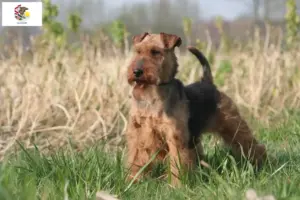 Read more about the article Welsh Terrier breeders and puppies in Illinois