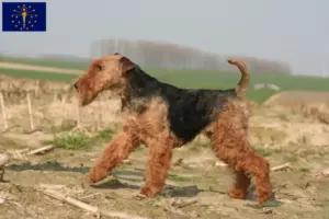 Read more about the article Welsh Terrier breeders and puppies in Indiana