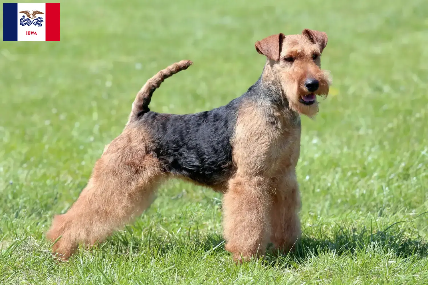 Welsh Terrier puppies and breeders Iowa Find Welsh Terrier breeders in Iowa.