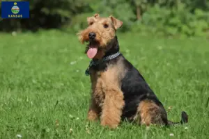 Read more about the article Welsh Terrier breeders and puppies in Kansas