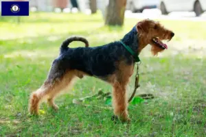 Read more about the article Welsh Terrier breeders and puppies in Kentucky