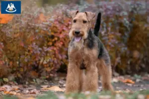 Read more about the article Welsh Terrier breeders and puppies in Louisiana