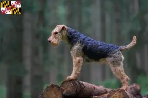 Read more about the article Welsh Terrier breeders and puppies in Maryland