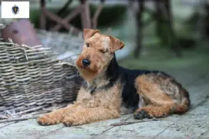 Read more about the article Welsh Terrier Breeders and Puppies in Massachusetts