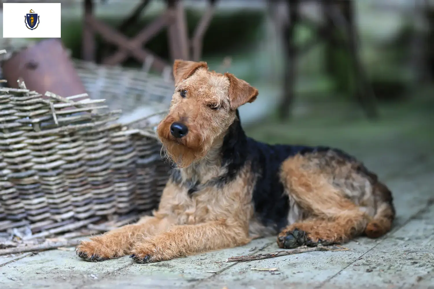 Welsh Terrier puppies and breeders Massachusetts Find Welsh Terrier breeders in Massachusetts.