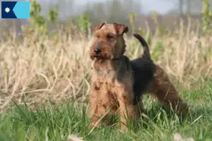Read more about the article Welsh Terrier breeders and puppies in Minnesota