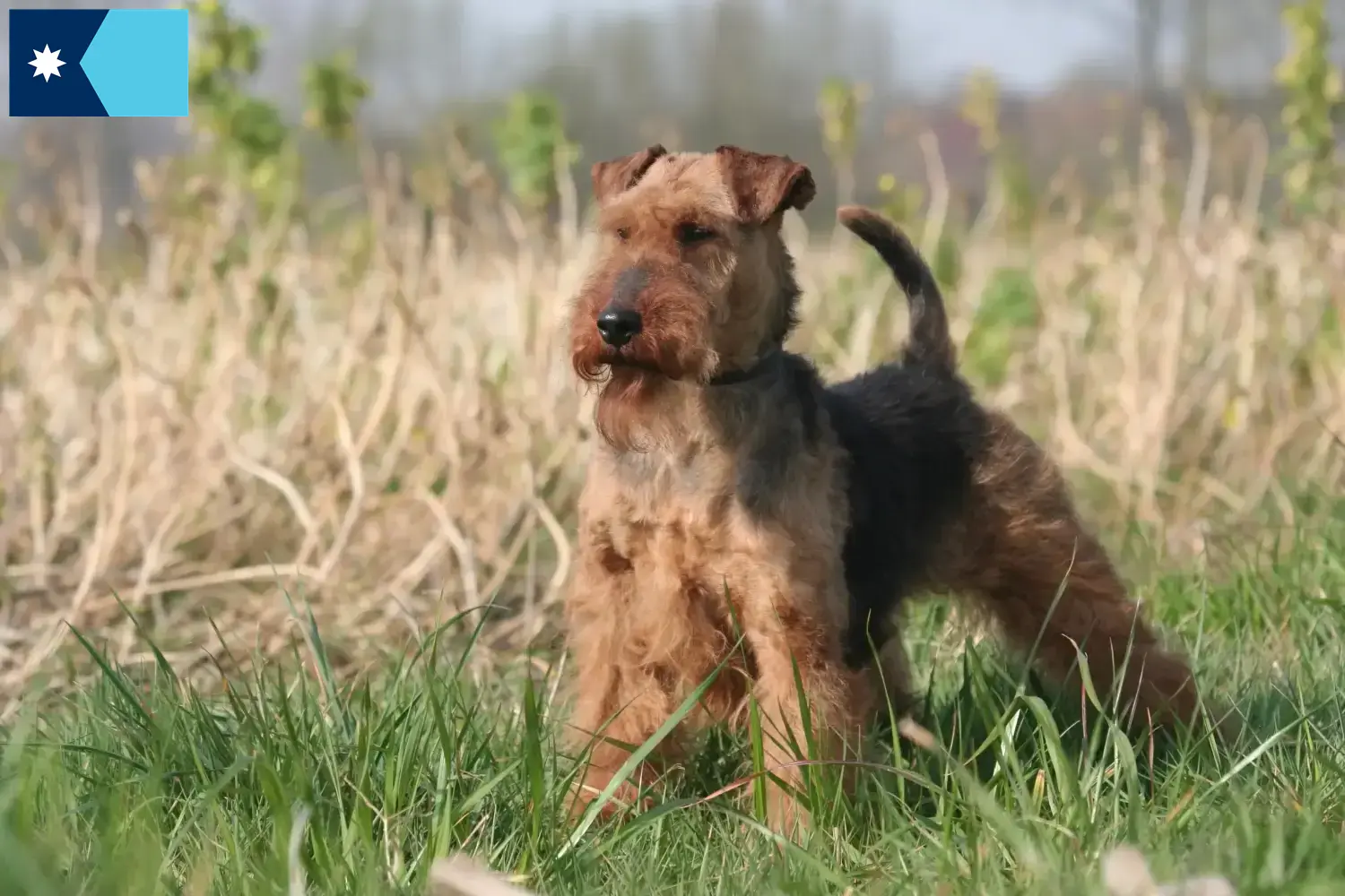Welsh Terrier puppies and breeders Minnesota Find Welsh Terrier breeders in Minnesota.