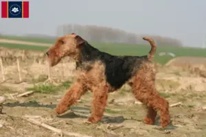 Read more about the article Welsh Terrier breeders and puppies in Mississippi