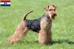 Read more about the article Welsh Terrier breeders and puppies in Missouri