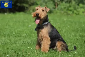 Read more about the article Welsh Terrier breeders and puppies in Montana