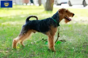 Read more about the article Welsh Terrier breeders and puppies in Nebraska