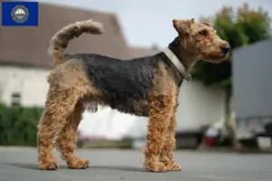 Read more about the article Welsh Terrier Breeders and Puppies in New Hampshire