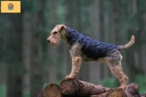 Read more about the article Welsh Terrier Breeders and Puppies in New Jersey