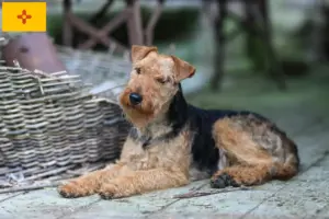Read more about the article Welsh Terrier Breeders and Puppies in New Mexico