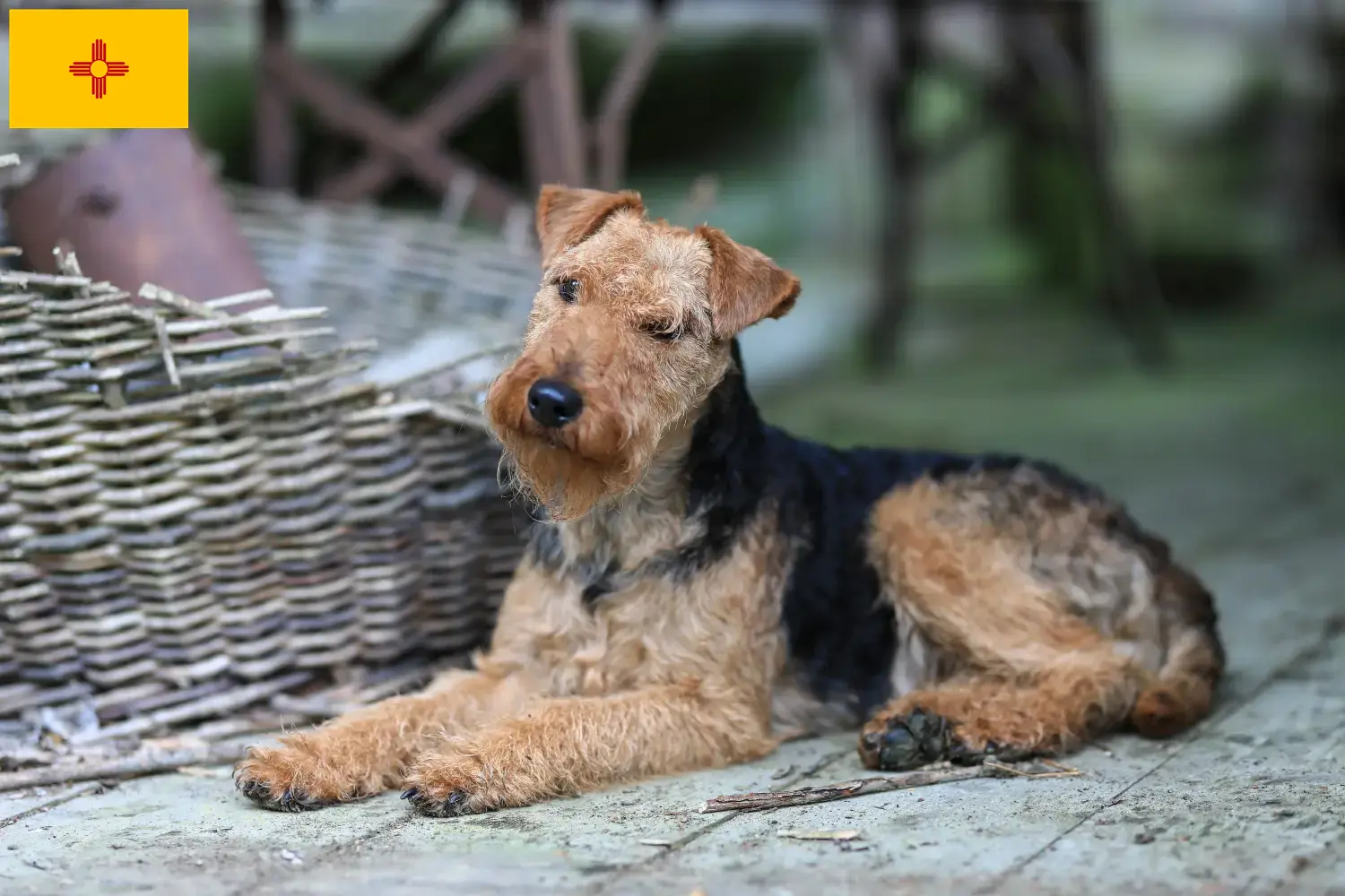 Welsh Terrier puppies and breeders New Mexico Find Welsh Terrier breeders in New Mexico.