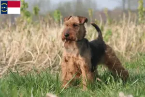 Read more about the article Welsh Terrier Breeders and Puppies in North Carolina