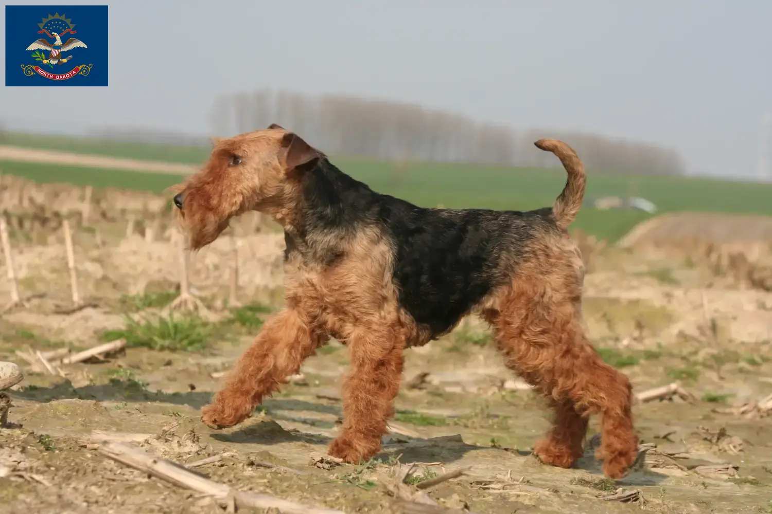 Welsh Terrier puppies and breeders North Dakota Find Welsh Terrier breeders in North Dakota.