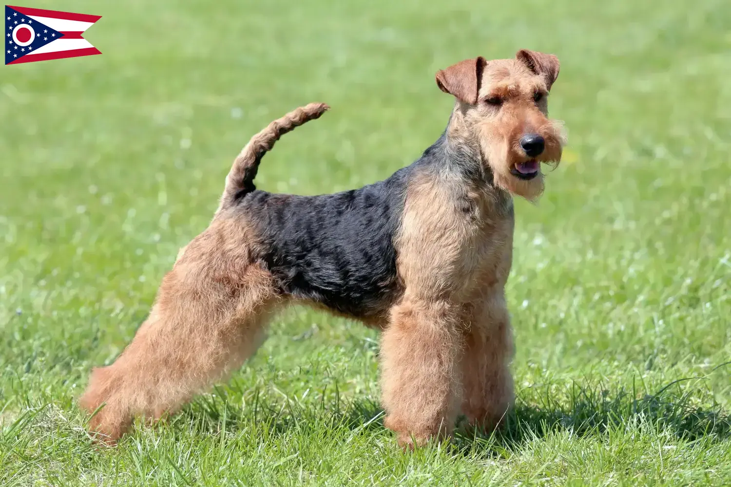 Read more about the article Welsh Terrier breeders and puppies in Ohio