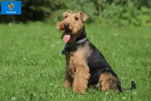 Read more about the article Welsh Terrier breeders and puppies in Oklahoma
