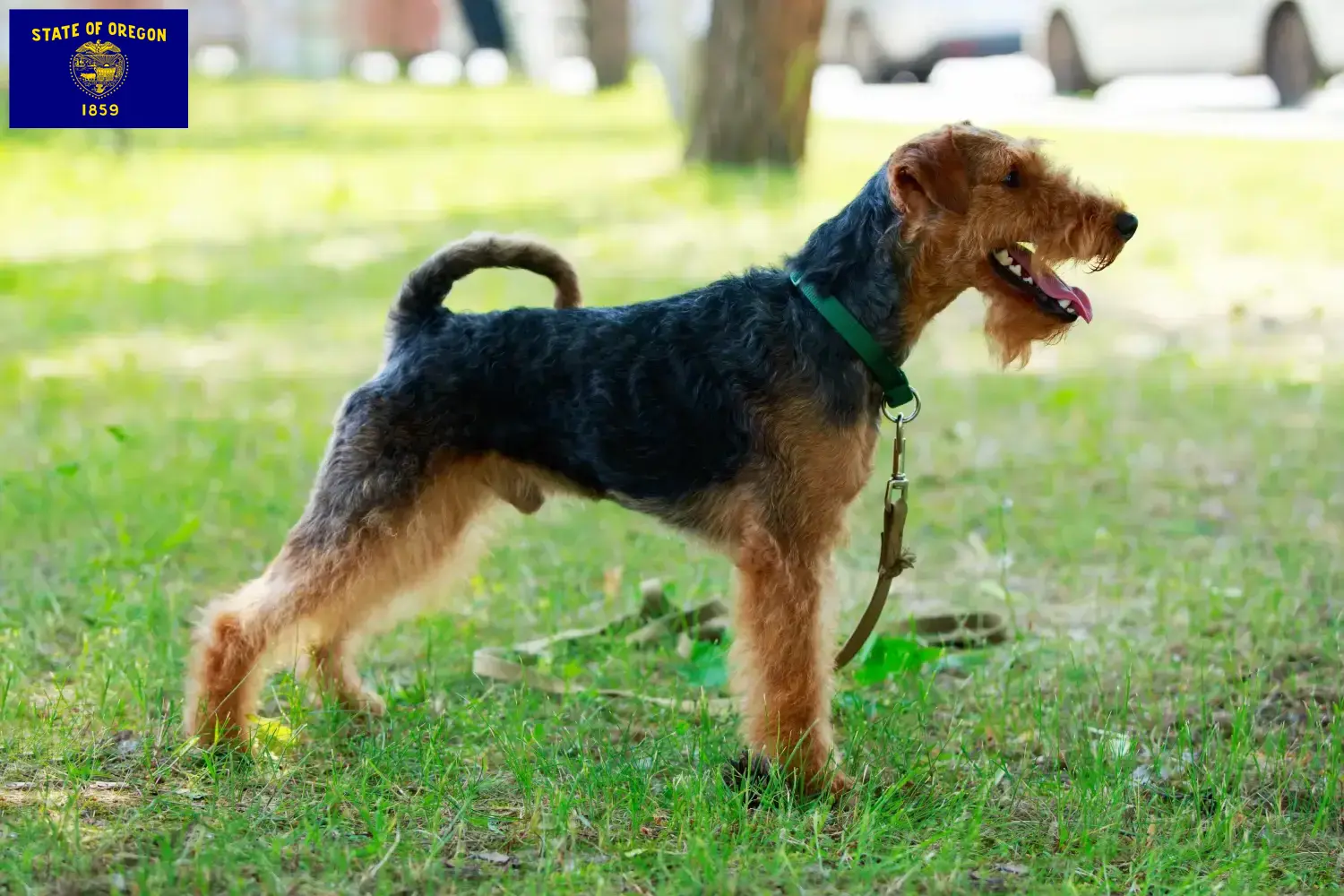 Read more about the article Welsh Terrier breeders and puppies in Oregon