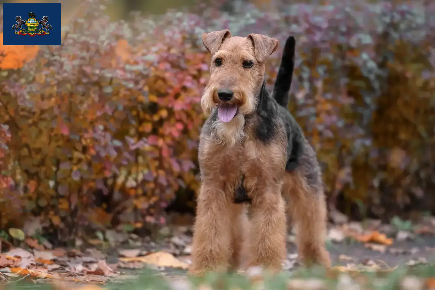 Read more about the article Welsh Terrier breeders and puppies in Pennsylvania
