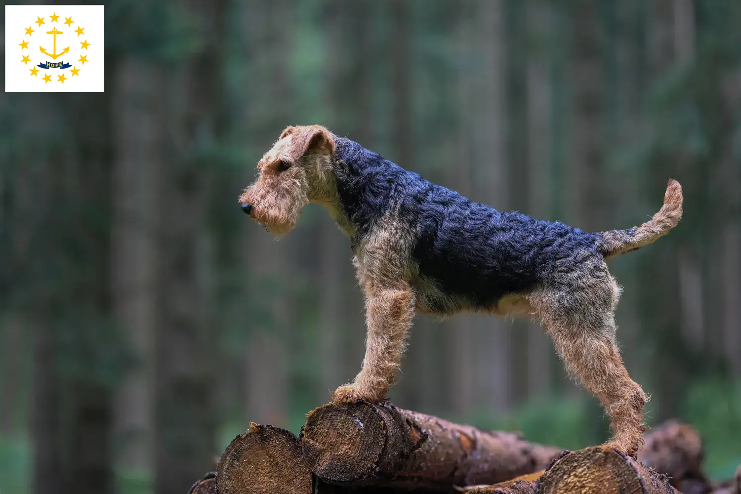 Read more about the article Welsh Terrier Breeders and Puppies in Rhode Island