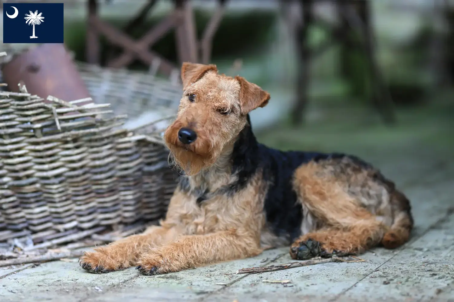Read more about the article Welsh Terrier breeders and puppies in South Carolina