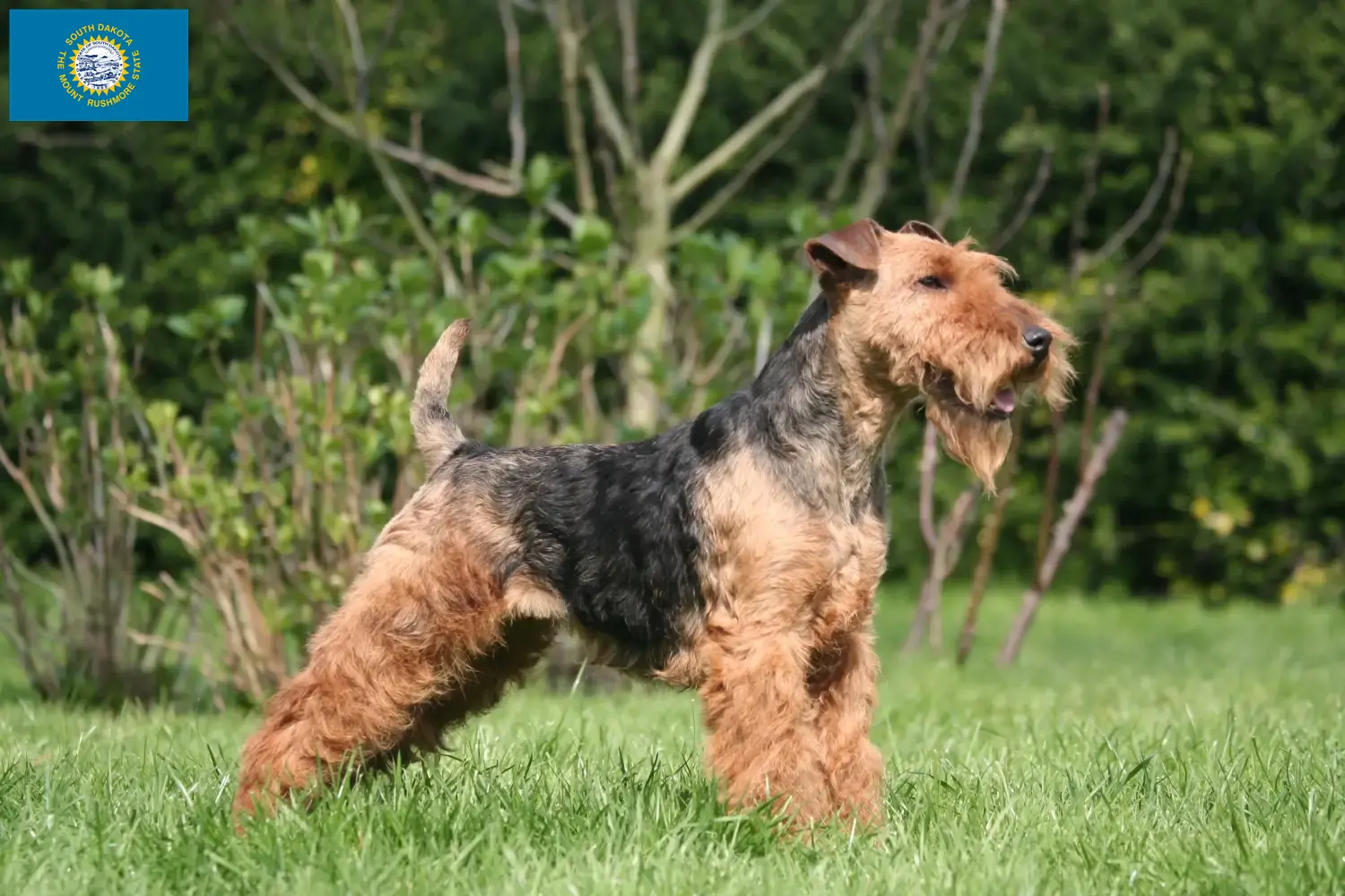 Read more about the article Welsh Terrier Breeders and Puppies in South Dakota