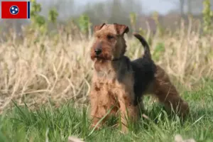 Read more about the article Welsh Terrier breeders and puppies in Tennessee
