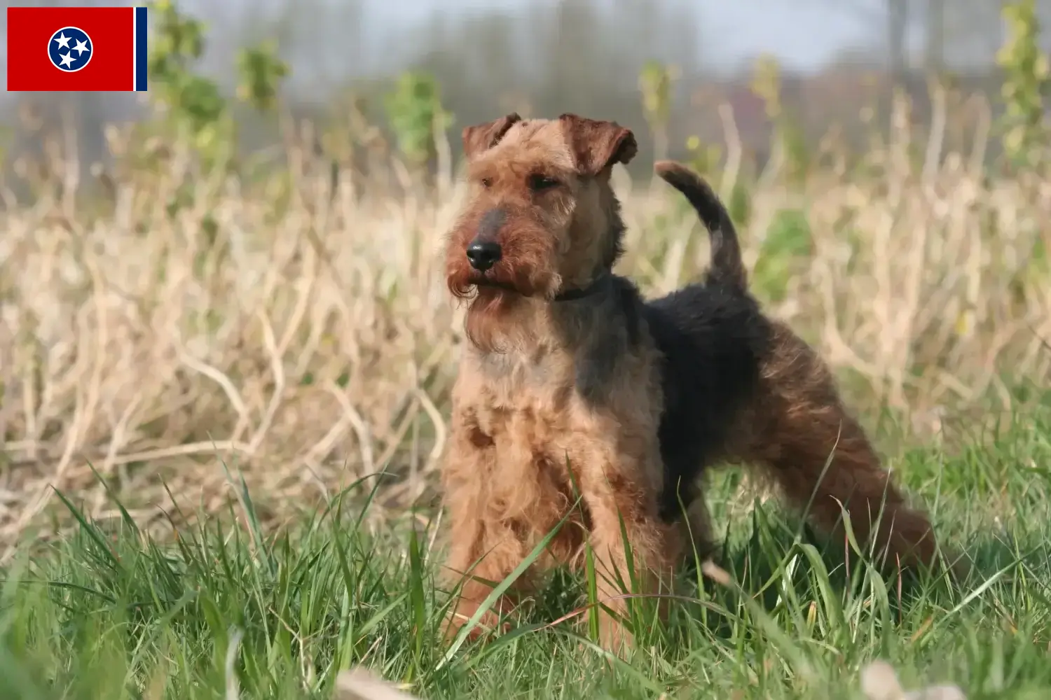 Read more about the article Welsh Terrier breeders and puppies in Tennessee