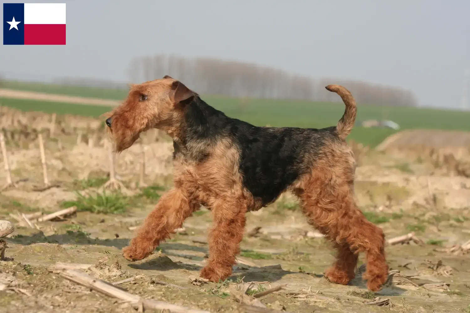Read more about the article Welsh Terrier breeders and puppies in Texas