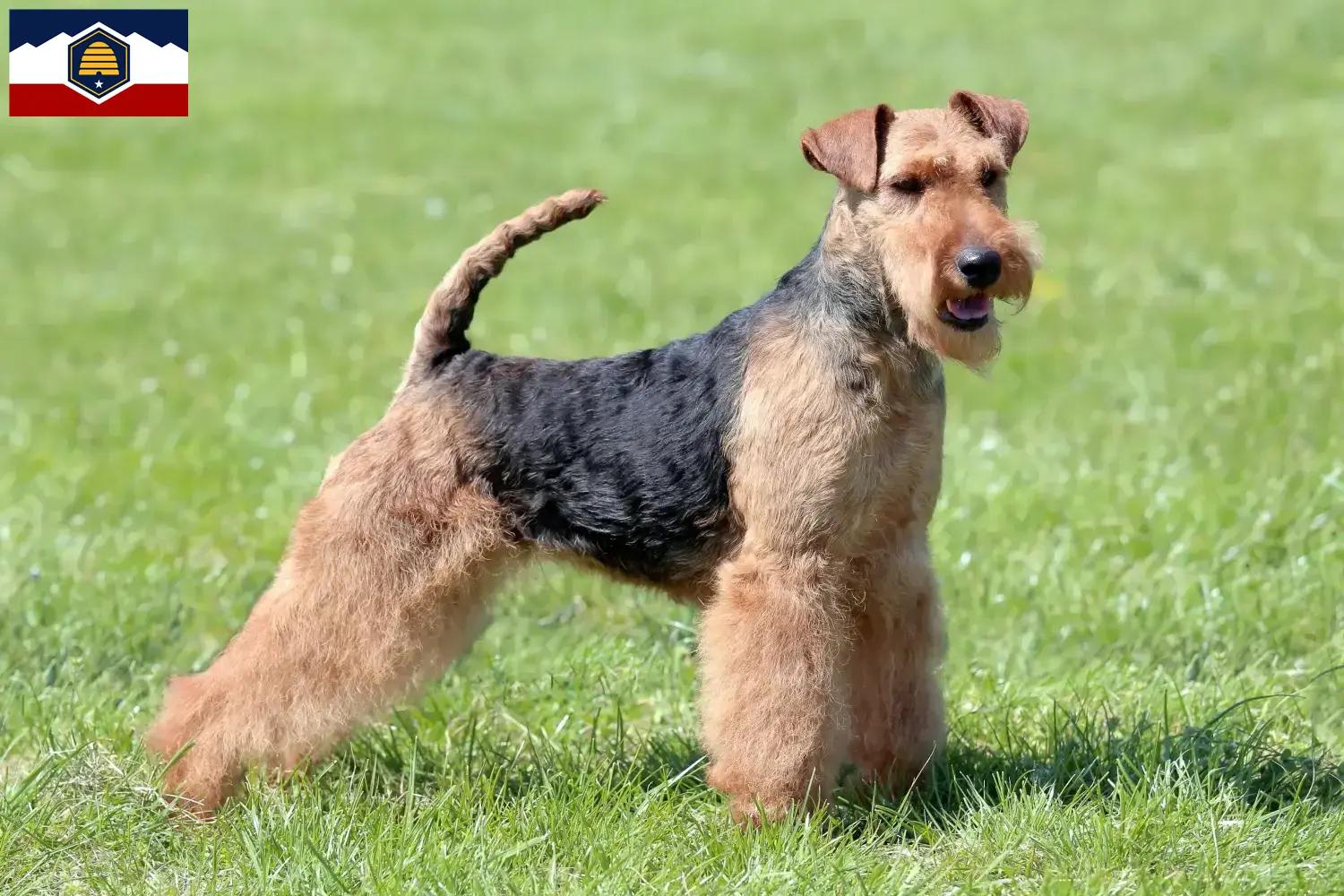 Read more about the article Welsh Terrier breeders and puppies in Utah