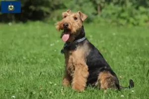 Read more about the article Welsh Terrier breeders and puppies in Vermont