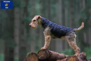 Read more about the article Welsh Terrier breeders and puppies in Wisconsin