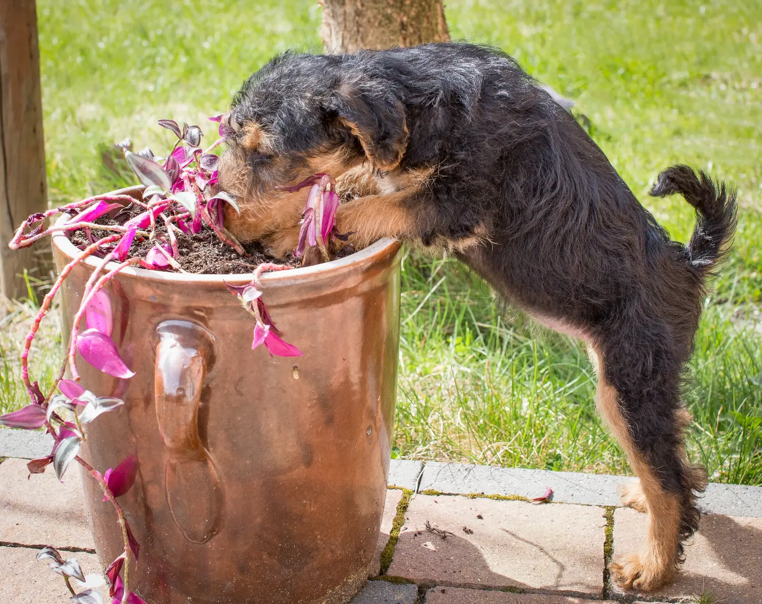 Buying a Welsh Terrier puppy means taking responsibility! Buy Welsh Terrier puppies.