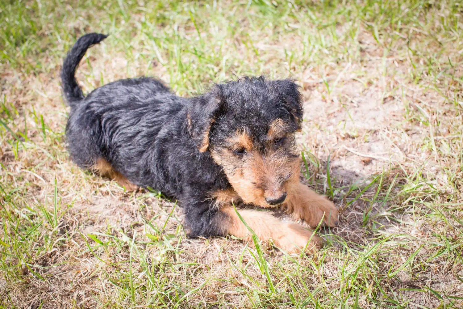 Buying a Welsh Terrier puppy means taking responsibility! Buy Welsh Terrier puppies.