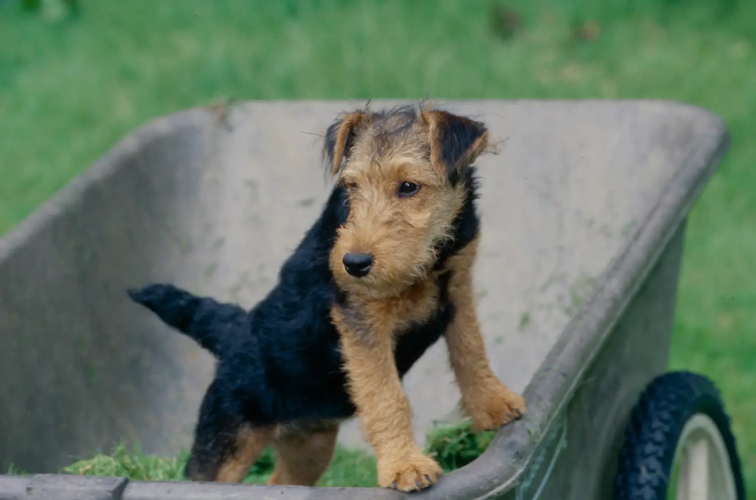 Buying a Welsh Terrier puppy means taking responsibility! Buy Welsh Terrier puppies.
