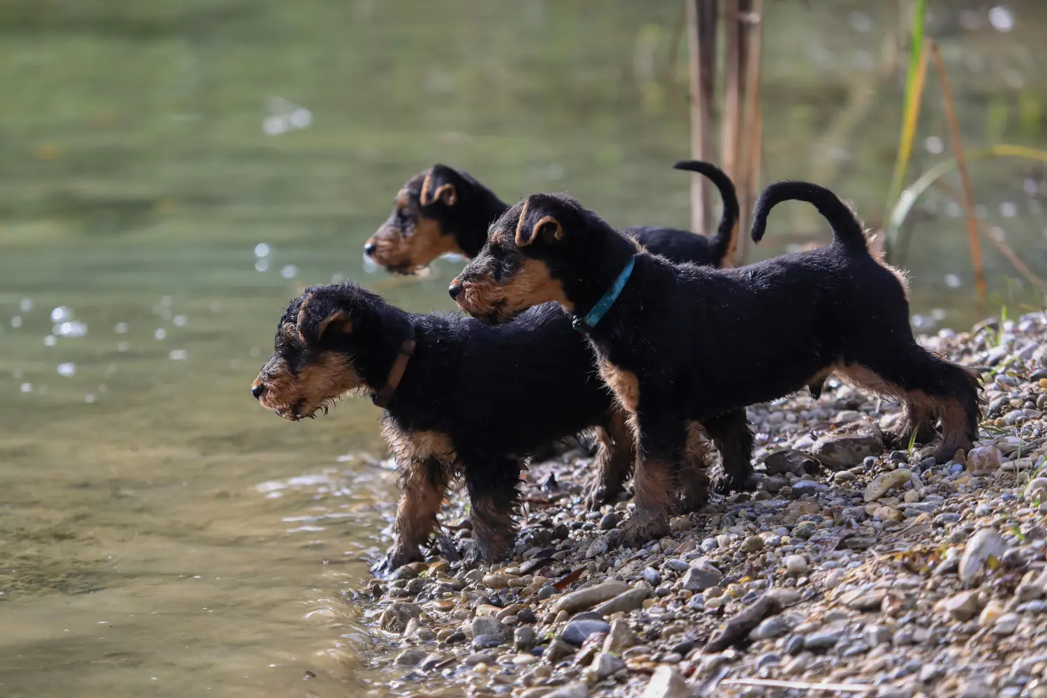 Buying a Welsh Terrier puppy means taking responsibility! Buy Welsh Terrier puppies.
