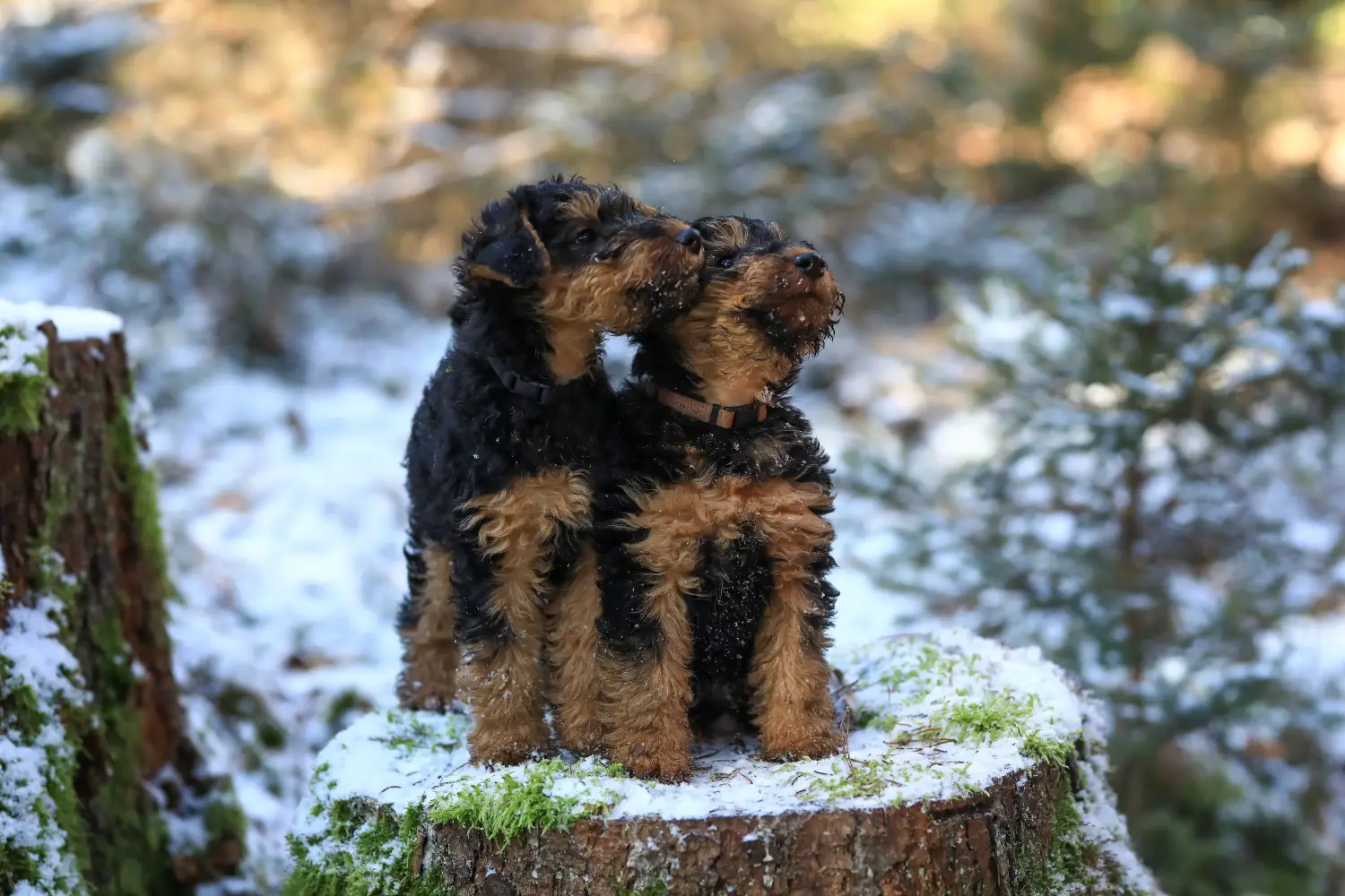Buying a Welsh Terrier puppy means taking responsibility! Buy Welsh Terrier puppies.