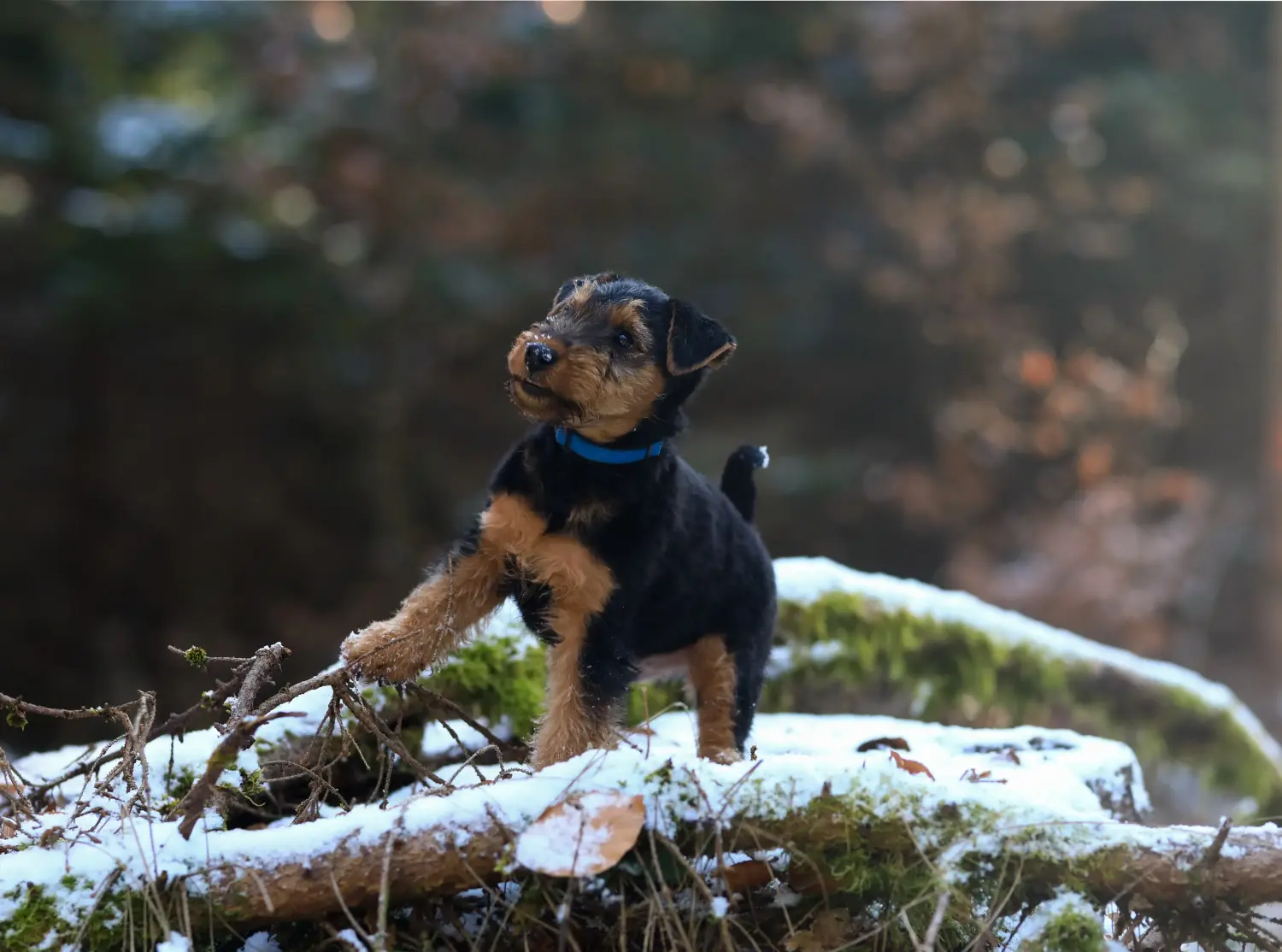 Buying a Welsh Terrier puppy means taking responsibility! Buy Welsh Terrier puppies.